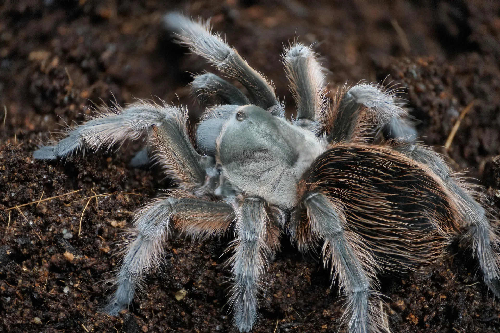 Unmask Your Perfect Eight-Legged Companion