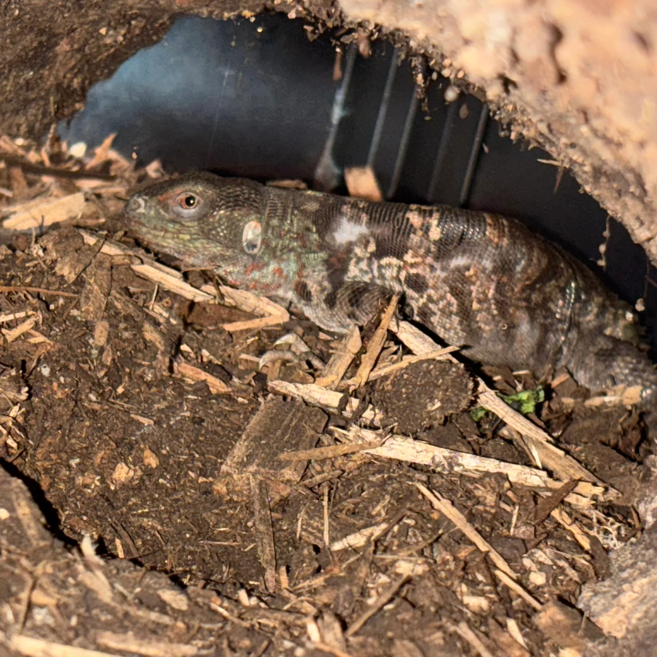 Cachryx alfredschmidti (Campeche Spiny Tailed Iguana) - Image 3