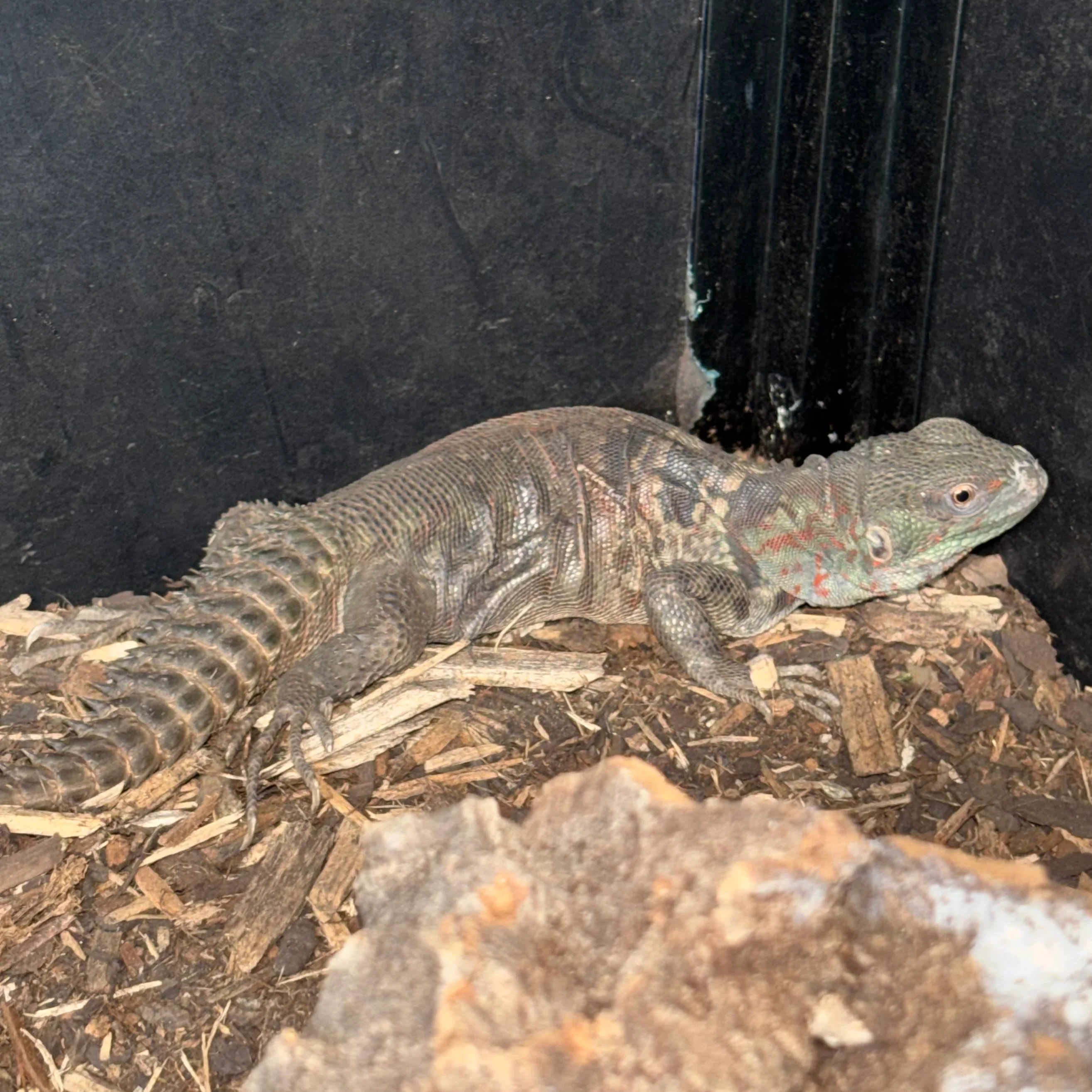Cachryx alfredschmidti (Campeche Spiny Tailed Iguana) - Image 4
