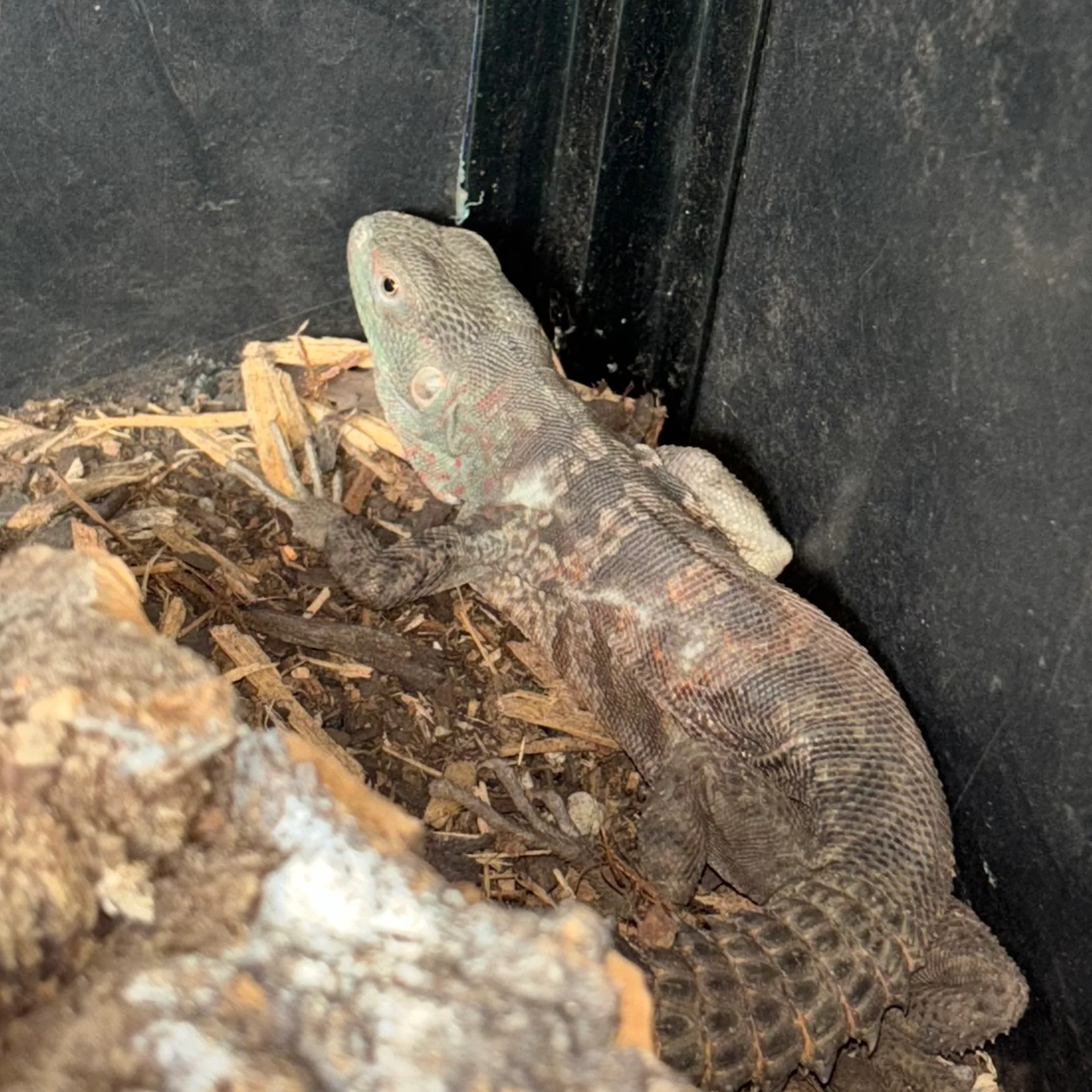 Cachryx alfredschmidti (Campeche Spiny Tailed Iguana) - Image 5