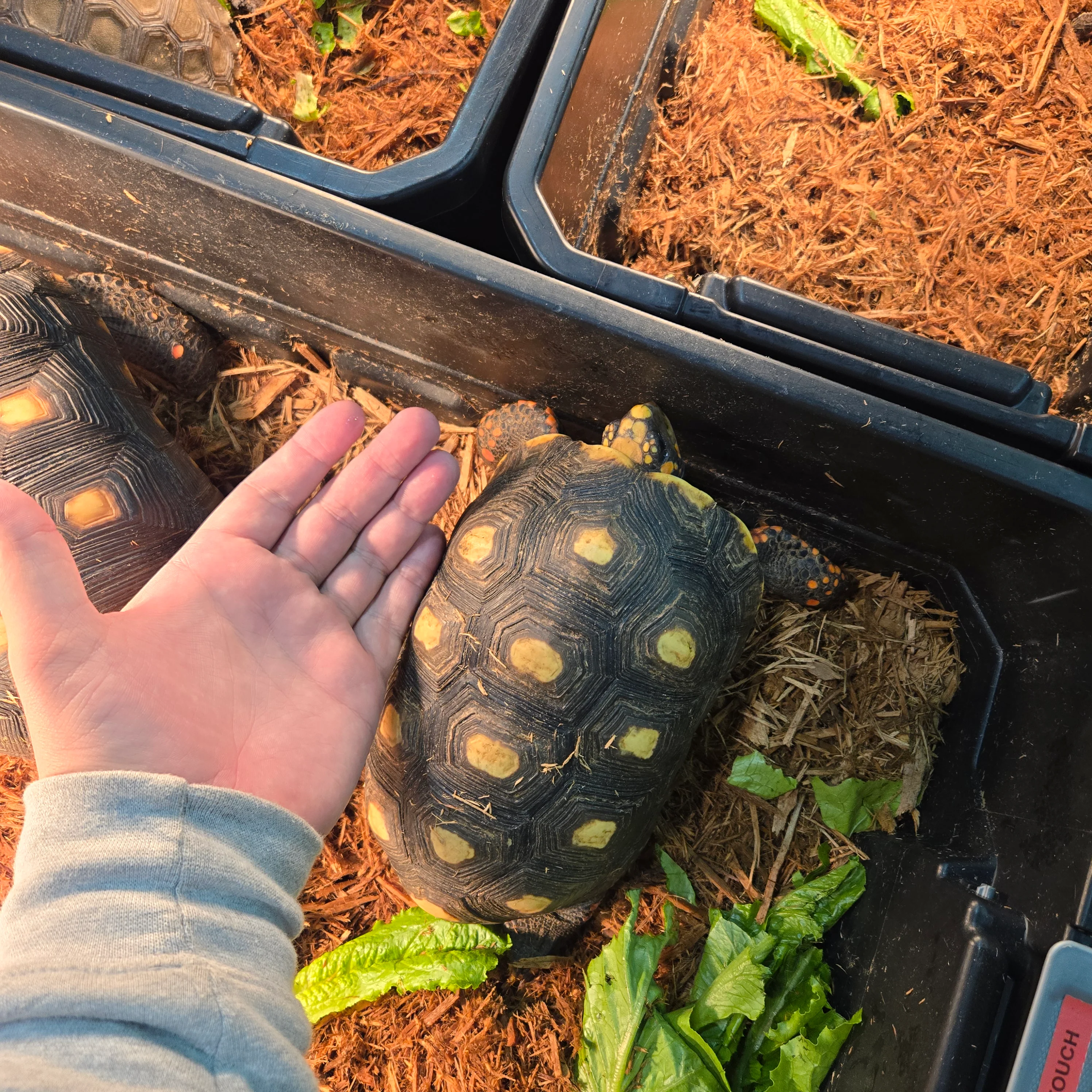 Chelonoidis carbonaria (Venezuelan Cherry Head) - Image 3