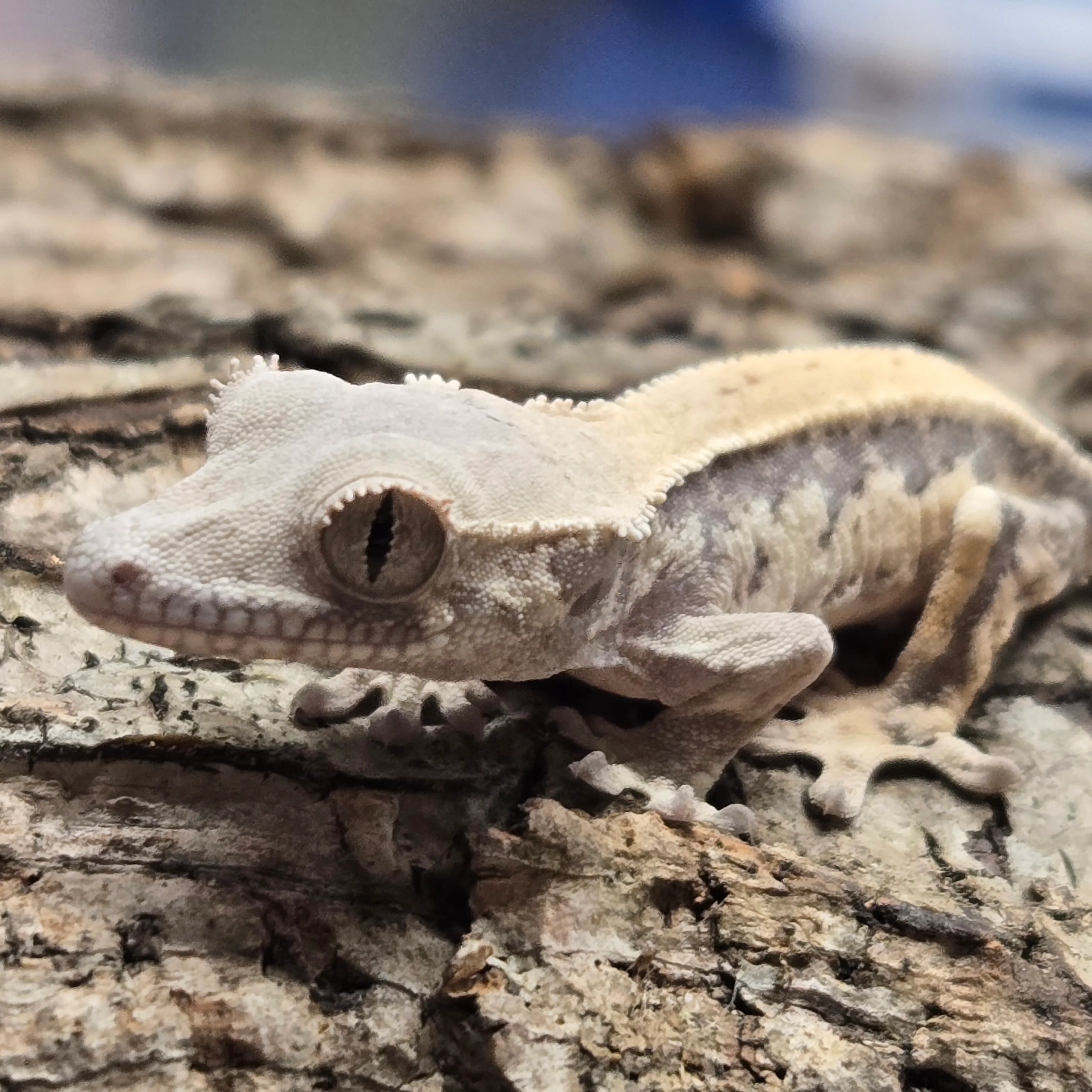 Correlophus ciliatus (Crested Gecko) Sable Lily White Juvenile - Image 3
