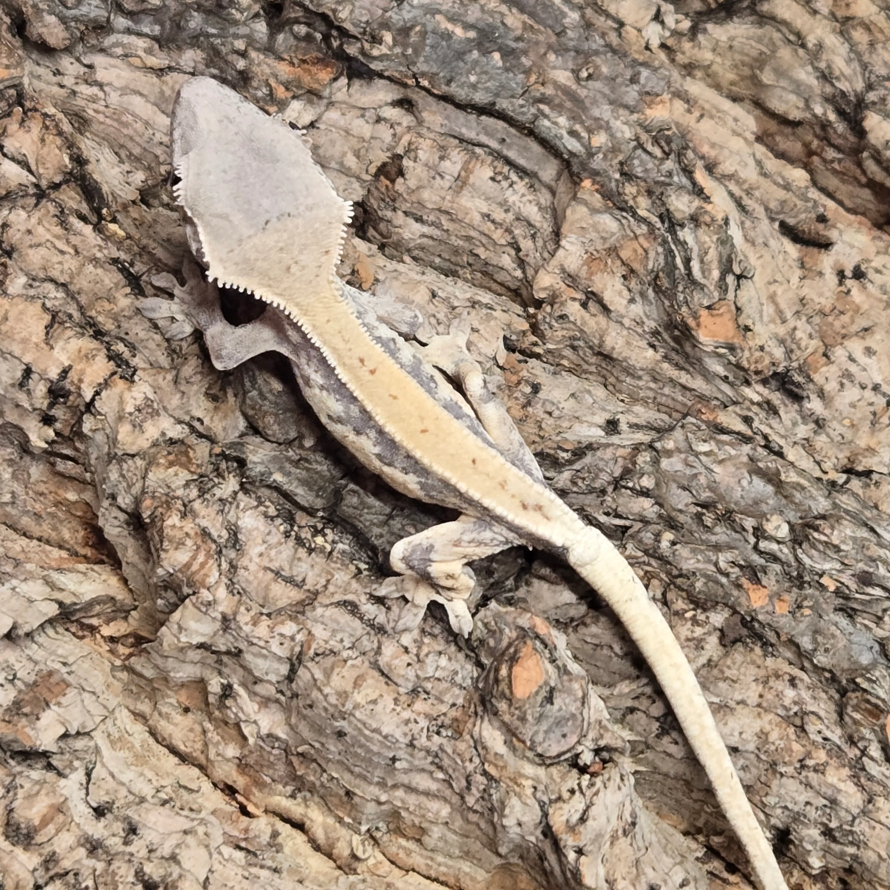 Correlophus ciliatus (Crested Gecko) Sable Lily White Juvenile - Image 4