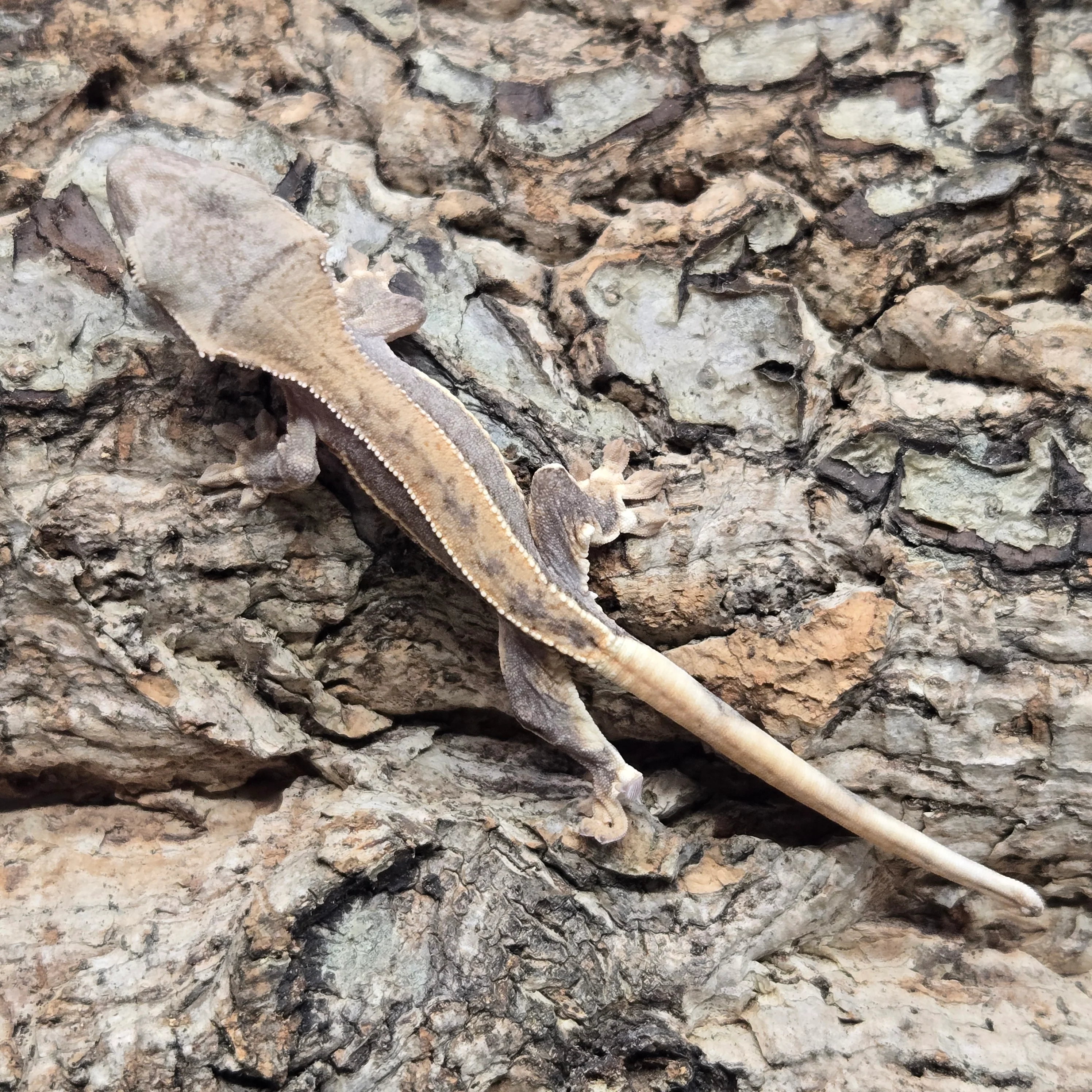 New Caledonian Geckos