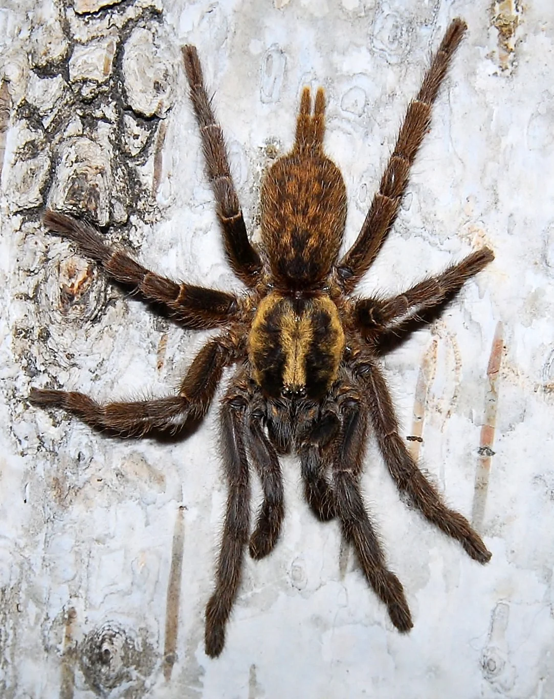 Heterothele sp 'Villosella' (Tanzanian Chestnut Baboon) - Image 3