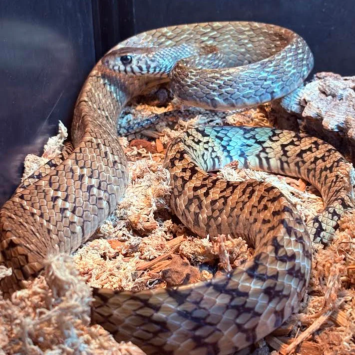 Pytas mucosa (Indian Rat Snake) 4-5' - Image 3