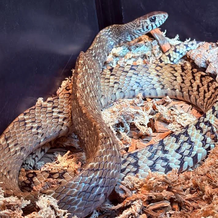 Pytas mucosa (Indian Rat Snake) 4-5' - Image 4