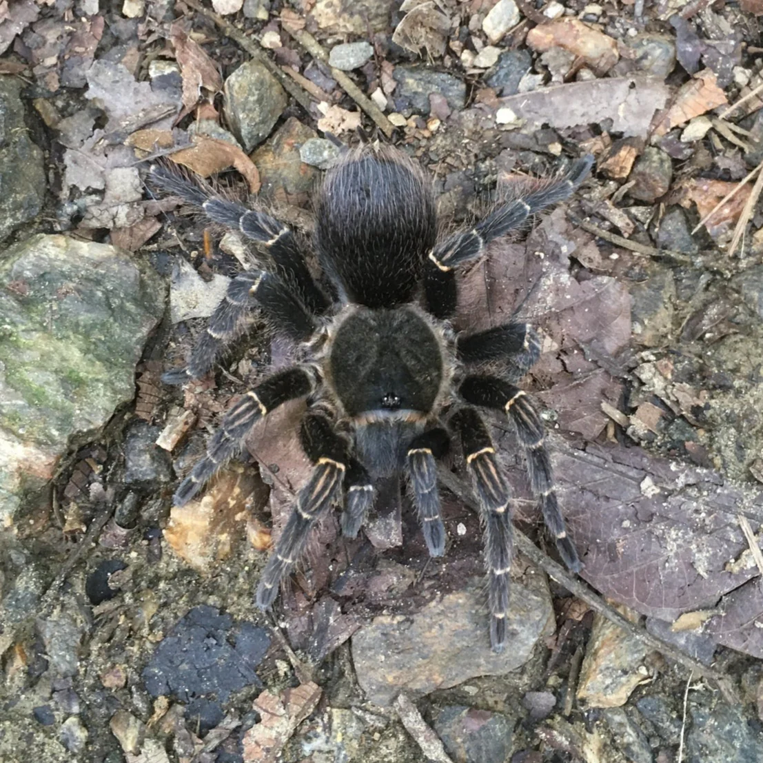 New World Terrestrials