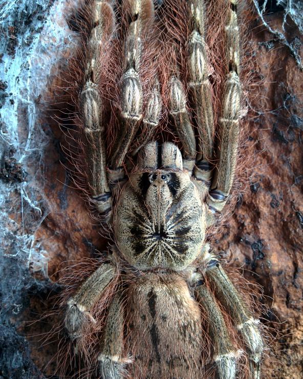 Stromatopelma calceatum (Feather-legged Baboon) - Image 3