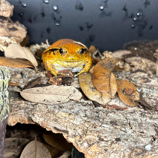 Dyscophus guineti (Tomato Frog) - Image 3